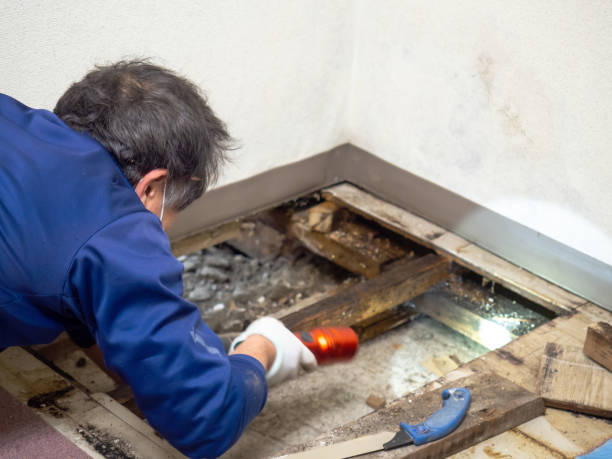 Best Mold Testing and Removal  in Boyne City, MI