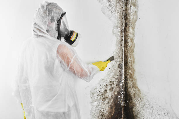 Best Home Mold Removal  in Boyne City, MI