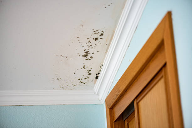 Best Mold Damage Repair  in Boyne City, MI